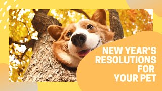 New Year's Resolutions for Your Pet by Pawsitive Pets 11 views 1 year ago 10 minutes, 52 seconds