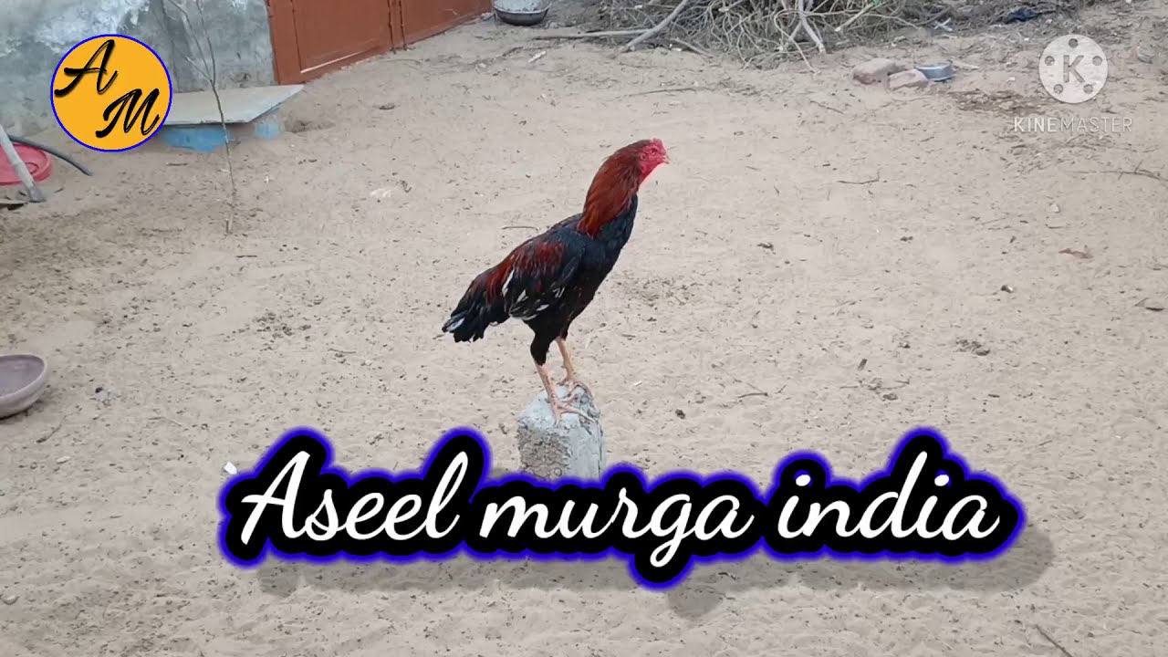 Download Aseel Murga Voice By Animal Paradise Mp4 Mp3 3gp Naijagreenmovies Fzmovies Netnaija
