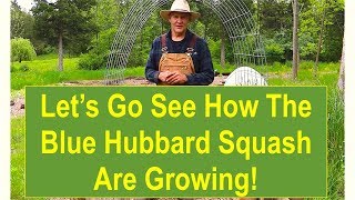 EarlySummer Garden Update: Let's Go See How the Blue Hubbard Squash are Growing!