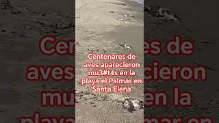 centenares de aves muertas en la playa el Palmar de Santa Elena#ecuador #santaelenaecuador