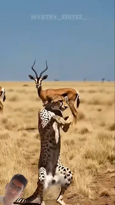 cheetah dans#lion #tiger #funny #trending