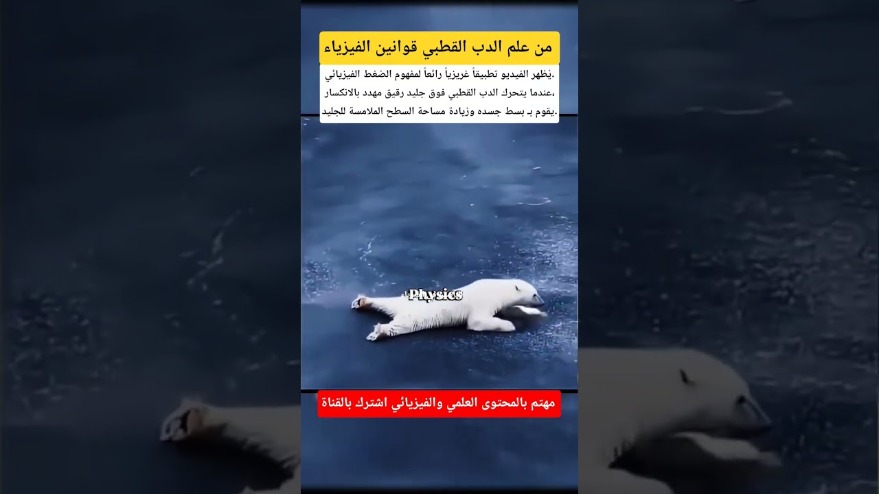 الدب القطبي يطبق قوانين الفيزياء #اكسبلور #physics #science