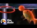 Fish can learn to do tricks  the dodo
