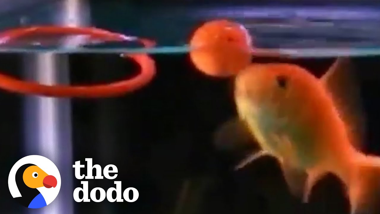 Fish Can Learn To Do Tricks - The Dodo