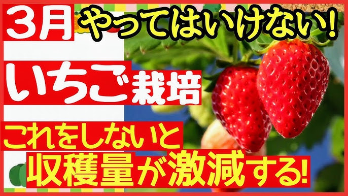 プランター栽培の成功のためのヒント