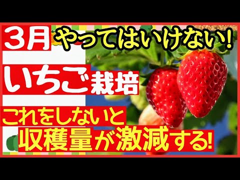 【超重要！いちご栽培】甘くて大きなイチゴを育てる最強の秘訣！一番大事な3月〜4月の管理で味と収穫量が決まる♪〜初心者・プランター栽培〜肥料と追肥