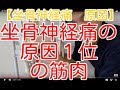 【驚愕】坐骨神経痛の原因１位の筋肉　　　　-整体院 福佳-