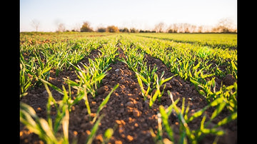 Fertilizers Recommendation System For Disease Prediction-PNT2022TMID12196