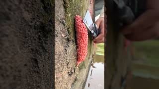 Satisfying Video. Smash Apple Snail Eggs