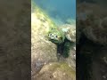 A beautiful turtle.
