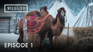 Hot Travelers in the Cold Desert:Camels of Mongolia | Destination Wild: Wild Mongolia | Episode 1