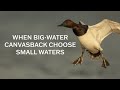 When Big-Water Canvasbacks Choose Small Waters Mp3 Song