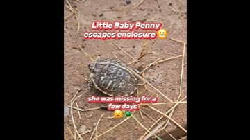 Baby turtle escapes enclosure 😳😵‍💫 🐢 🤦‍♂️#boxturtle #turtlewatching #babyturtle #funnyturtle #short