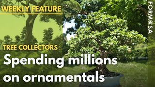 More pricy than a house: rare trees delight collectors｜Taiwan News