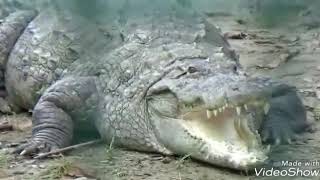 Most Amazing Wild Animal Video #3-Craziest Animal Caught On Camera screenshot 5