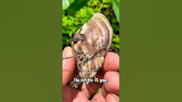 COLD CHAMBER: The Shell