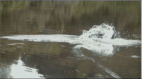 TOPWATER GIANT SNAKEHEAD Strike! BONE Combat Beast CBB731H!