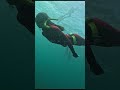 프리다이빙 #goprotravel #goprohero12  #돌창고 #teamkay #freediving