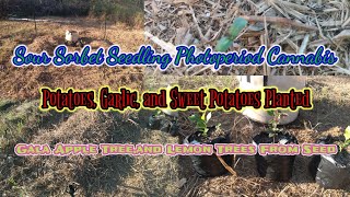 Sour Sorbet Photoperiod Cannabis|Potatoes,Sweet Potatoes,and Garlic Planted|Apple and Lemon Trees