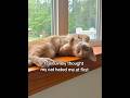 Winning a cat's love is a slow process but so worth it 🧡🐾#catlover #catlife #petparents #ads
