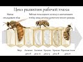 Рождение пчелы