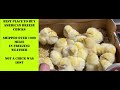DID THEY FREEZE / Can you ship Baby Chicks in the Winter / Breese Chicks The Recreational Homestead