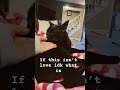 I love my kitty #cat #ilovemypets #catmom #kitten