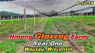 Hmong Ginseng Farm - Part 2, Wausau, WI (8-12-18)