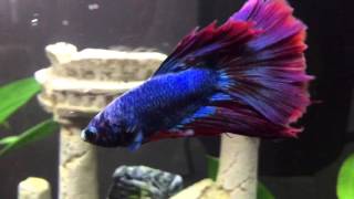 Vlog! Getting my new Betta fish