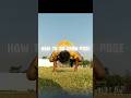 How to do crow pose 💯👍👌🦴👉🏻 #calisthenics #motivation #trending #shortvideo #beginners #aura