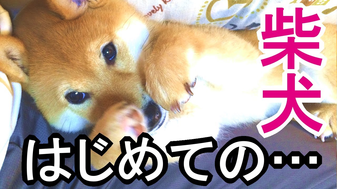 子犬のはじめての お散歩 おやつ 歯が抜けた しゃっくり 記念の成長記録 Youtube 子犬のはじめての お散歩 おやつ 歯が抜けた しゃっくり 記念の成長記録 Youtube