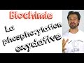 Cours de biochimie la phosphorylation oxydative