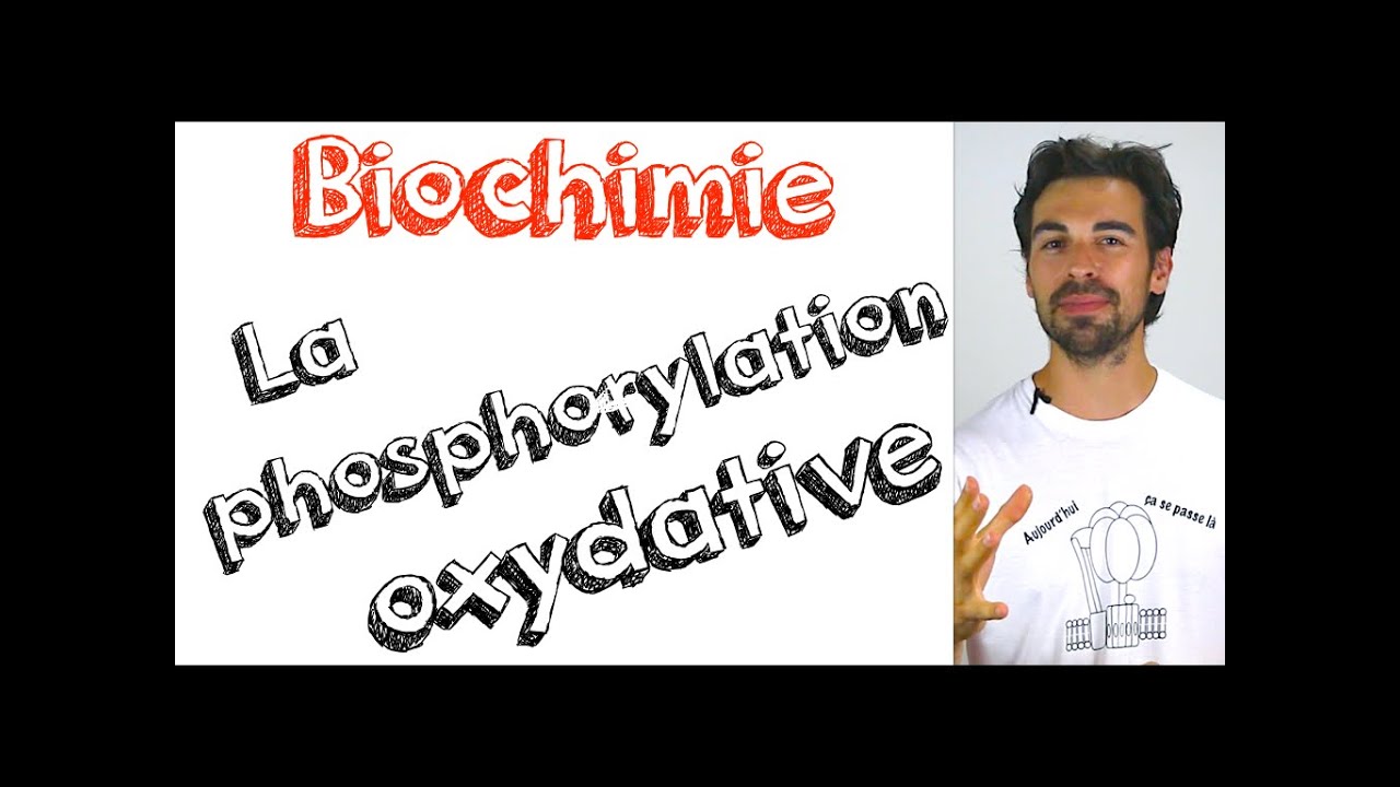 Cours de biochimie: la phosphorylation oxydative