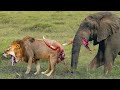 Shocking Moments When Painful Lions Are Attacked And Take Down By Africa&#39;s Strongest Prey - Elephant