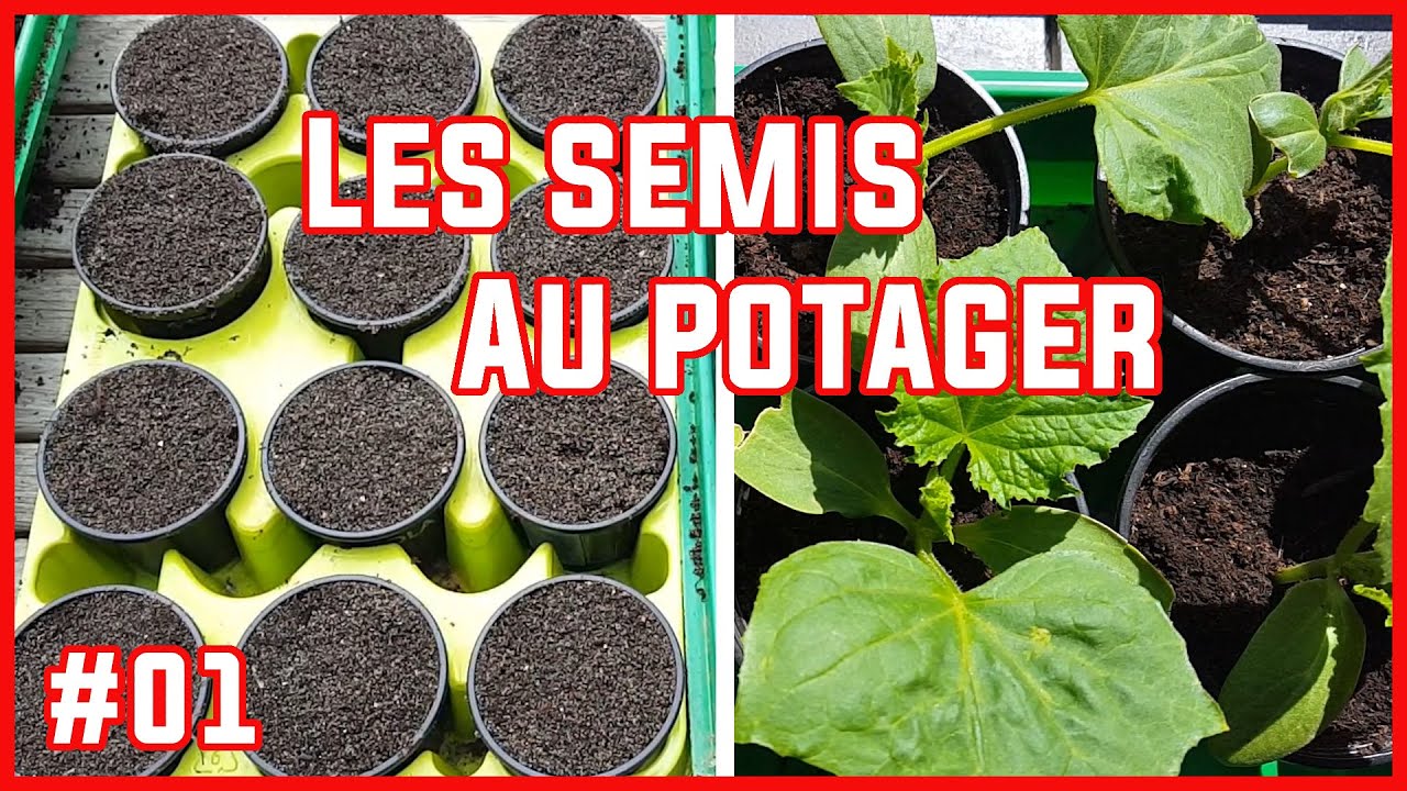 Les semis du potager #01 Tomates, laitue, radis, pâtisson, ...