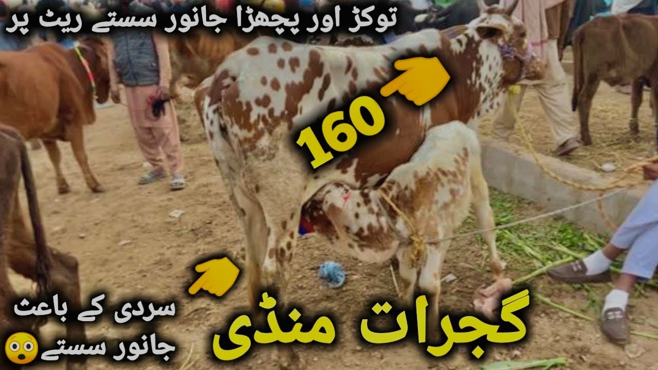 گجرات منڈی کی تاذہ ترین صورتِحال ||سردی کے باعث جانور سستے اور خریدار کم خریداری کا اصل ٹائم