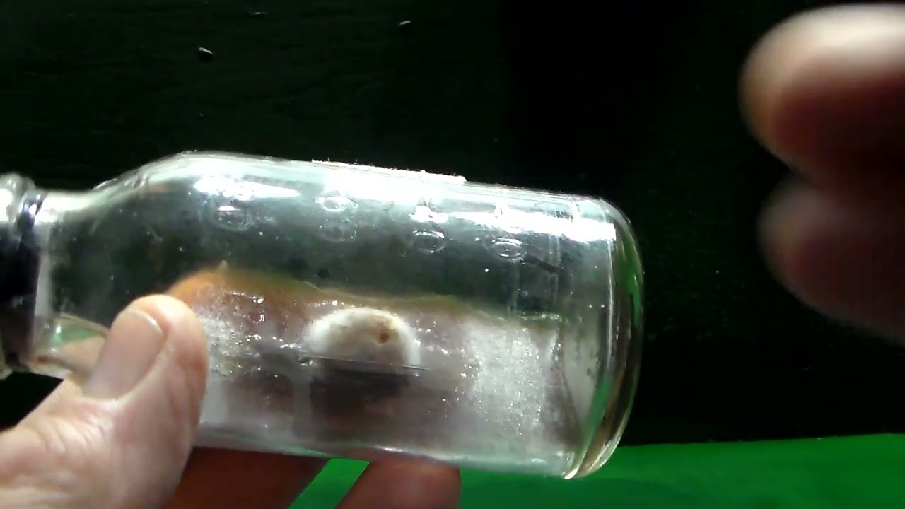 Инфекция на грибе.