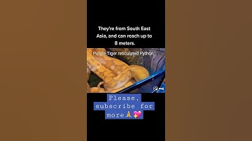 Purple Tiger reticulated Python