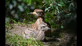 Download lagu Polluelo de Alcaraván de El Cabo en BIOPARC Valencia