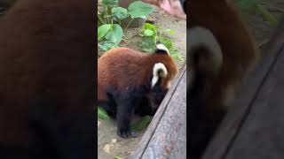 💢不允许有人没看过小熊猫打架！Red Panda Fighting #Animal 【跟着图尔去旅行】