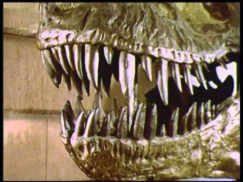 Paleontologie schakel met het verleden, 1985 (BB02649) - YouTube