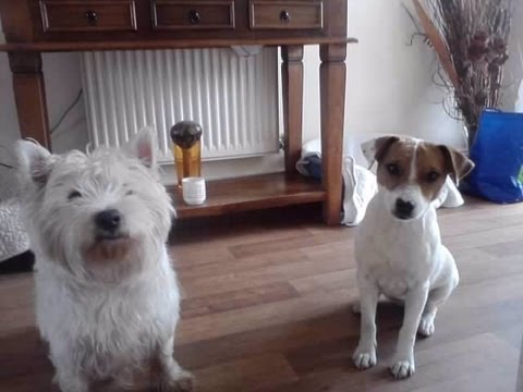 jack russell terrier west highland white terrier