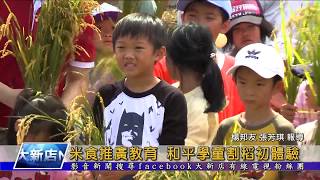 1070719【大新店地方新聞】米食推廣教育 和平學童割稻初體驗