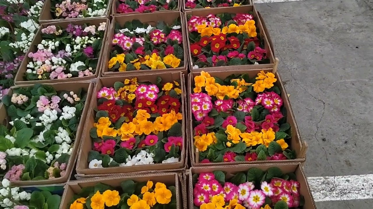 Краснодар Цветочный рынок 19 марта 2025 г