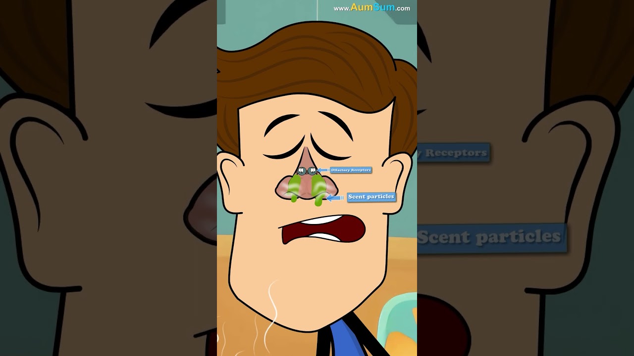 How can a Stuffy Nose cause Loss of Smell and Taste? | 