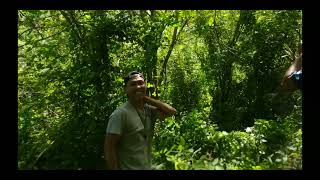 menangkap burung samyong menggunakan jaring lokasi hutan sumbawa@andisatriawan channel