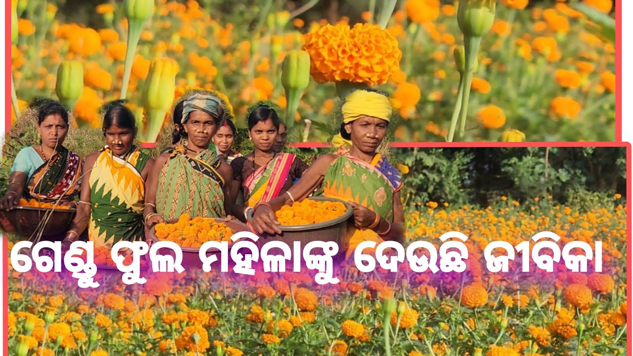 ବୋରିଗୁମ୍ମା-ଗେଣ୍ଡୁ ଫୁଲ ଦେଉଛି ମହିଳା ଙ୍କୁ ରୋଜଗାର।