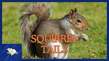 Preserving a Squirrel Tail