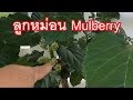 ต้นหม่อน ลูกหม่อน ลูกกินได้ ส่วนใบให้ตัวไหมกิน I Mulberry