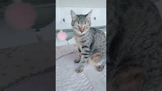 shorts viral cat cute brazil